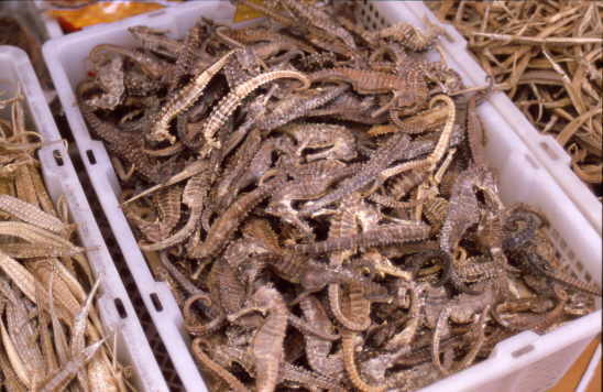 Chinatown<Br>getrocknete Seepferdchen