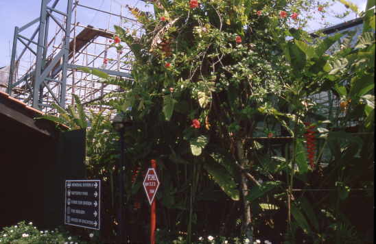 Sentosa<br>Bauger�ste aus Babmbus 