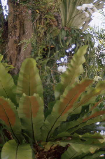 Baum mit Farn und Orchideen