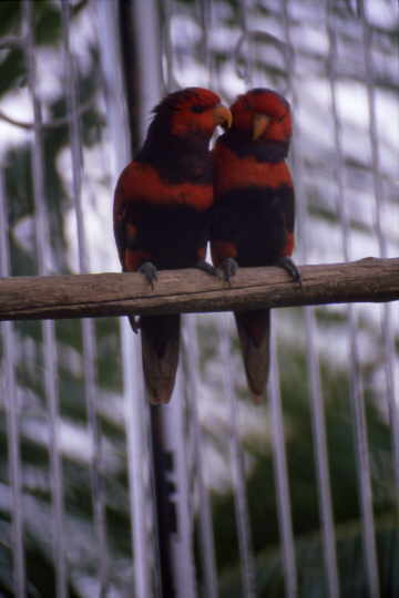 bunte V�gel im K�fig