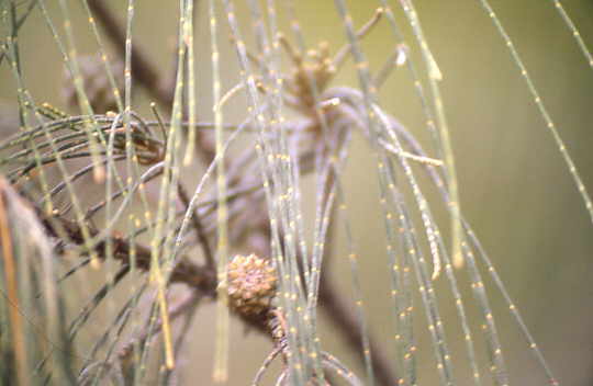Oak - Sandeiche - mit Schachtelhalmartigen 'Nadeln'