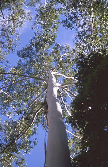 Eukalyptus im Regenwald