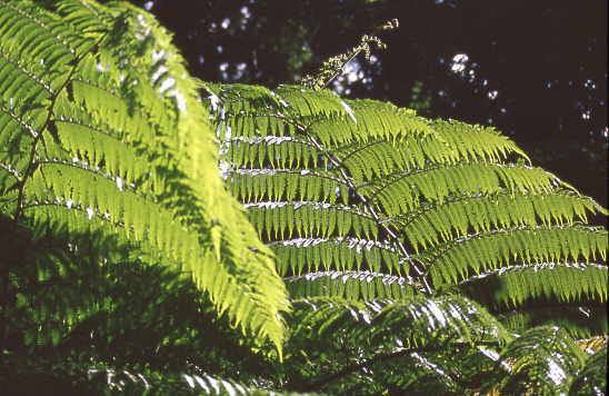 Baumfarn