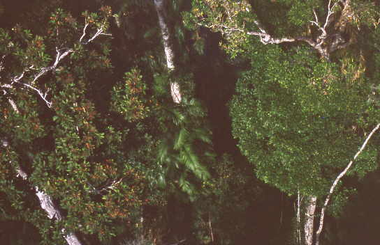 Regenwald von Seilbahn aus gesehen