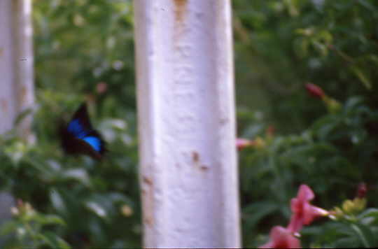 Versuch Ulysses-Schmetterlinge zu fotografieren