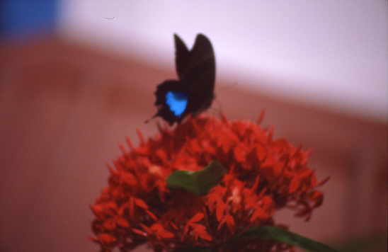 und dann flogen die Ulysses am Bahnhof von Kurunda rum