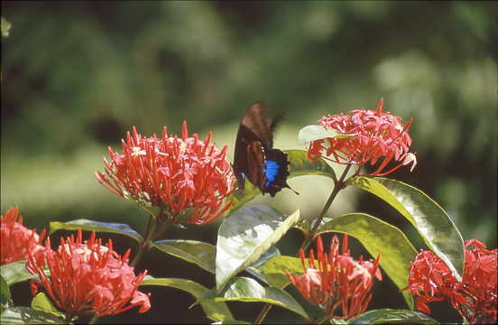 und dann flogen die Ulysses am Bahnhof von Kurunda rum