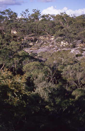 Elbsandtein mit Eukalyptus