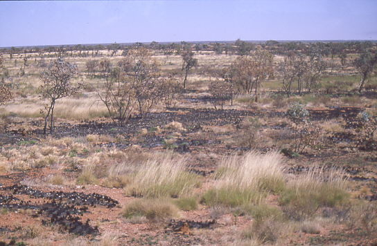 verbrannte Str�ucher