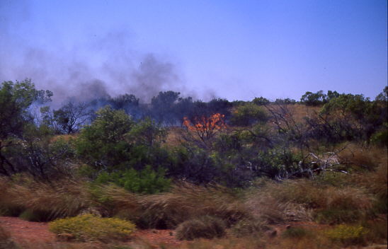 brennede Str�ucher