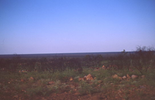 schwarze Str�ucher - gr�nes Kraut