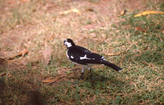 von diesen V�geln gab es unterschiedliche Schwarz-Wei�-Varianten