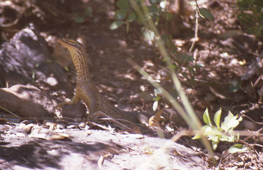 und dann war auf einmal ein Warran am Weg und lie� sich fotografieren
