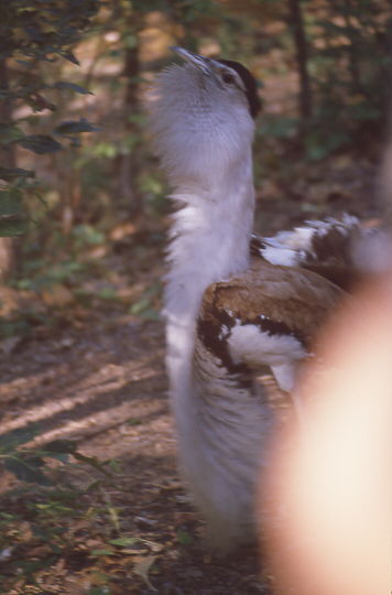 glucksender Vogel in einem Tierpark vor den Toren Darwins