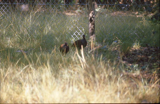 diese H�hnergro�en V�gel, sah ich bereits in Darwin im Park