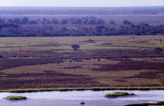 Window of the Wetlands - Wasserb�ffel