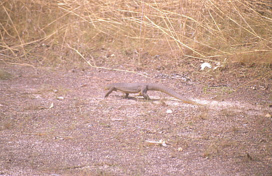 Warran am Stra�enrand - Vollbremsung des Busses