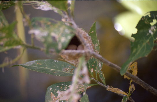 Nest in Fu�h�he vor Beobachtungsterrasse