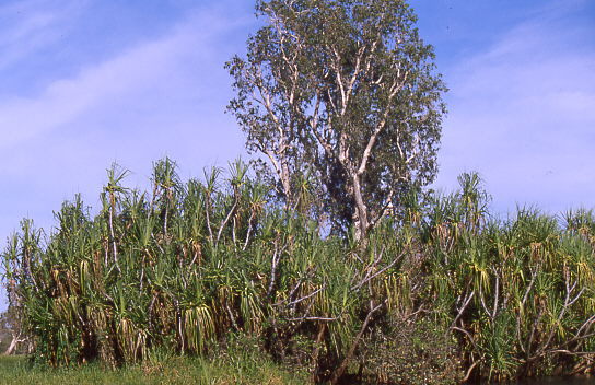 Baumgruppe im Wasser