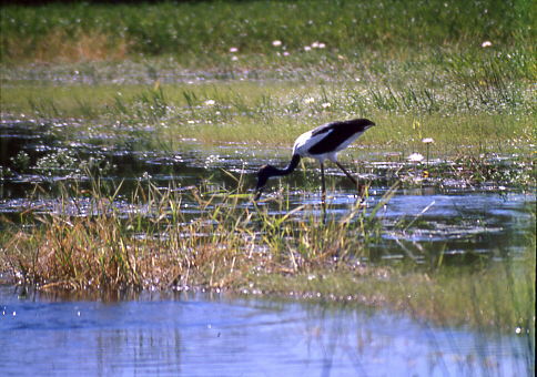ein Verwandter des Storchs - Jabiru