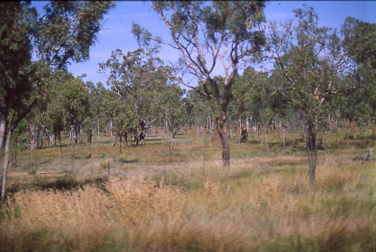 Termitenh�gel im Wald sahen bald wie ein Friedhof aus