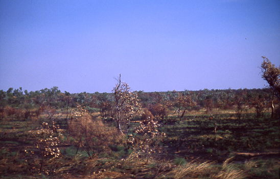 nach einem Buschbrand sprie�t schnell wieder Gras