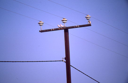 Ob da oben ein Nest ist?