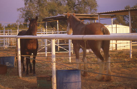 die beiden einzigsten Pferde die wir auf der Range sahen