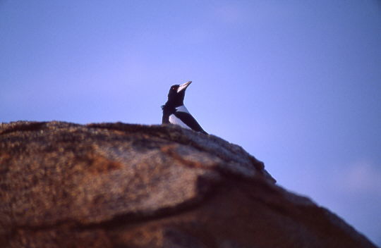 Devil Marbles - Kr�he im Elstergefieder