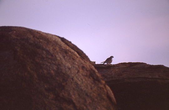Devil Marbles - Falke