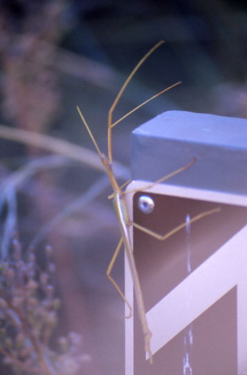 Stabschrecke auf Wegemarkierung