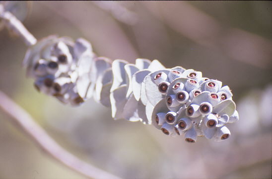 je trockener das Klima, desto kleiner die Eukalyptusfr�chte