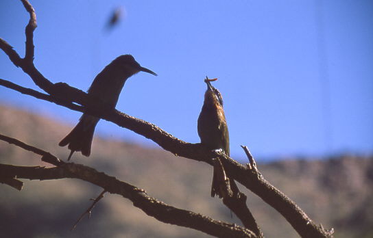 Bienenfresser bei der F�tterung in Voliere
