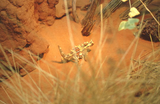 Dornenteufel in Terrarium