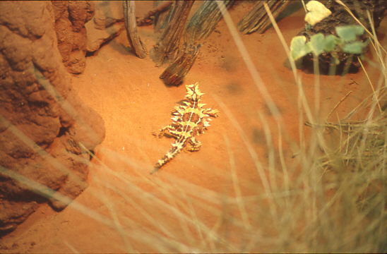 Dornenteufel in Terrarium