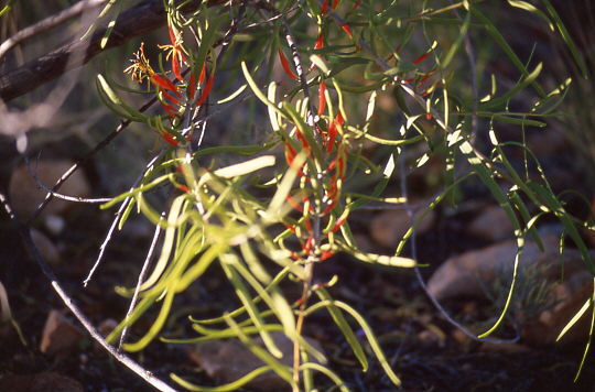 Bl�ten von Strauch