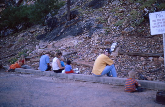 Bergk�nguruhs kamen abends zum Campingplatz herunter, um sich f�ttern zu lassen
