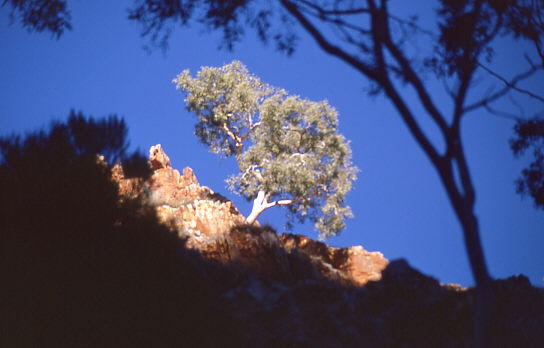 Baum �ber Standley Chasm