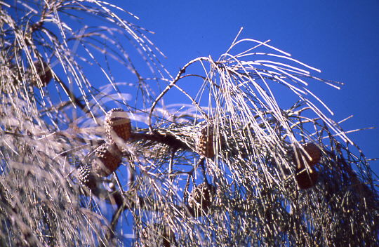 W�steneichen - Fr�chte