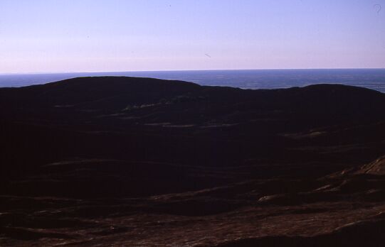 B�ume auf dem Uluru