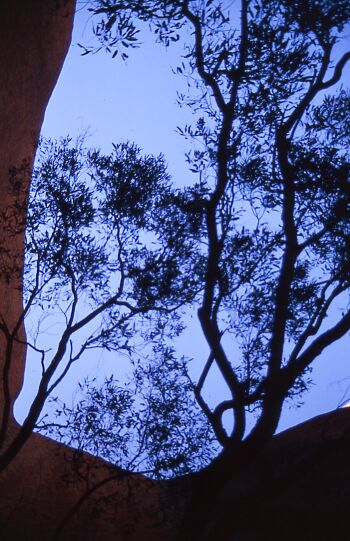 Uluru - Blick senkrecht nach oben