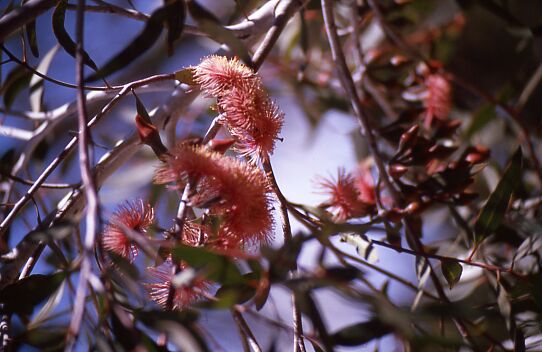 Bl�ten auf dem Campingplatz