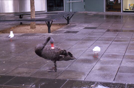 Schwan in Melbournes botanischen Garten